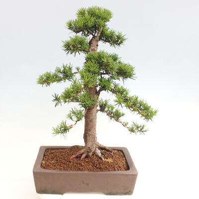 Vonkajší bonsai - Taxus cuspidata - Tis japonský - 3