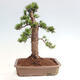 Vonkajší bonsai - Taxus cuspidata - Tis japonský - 3/6