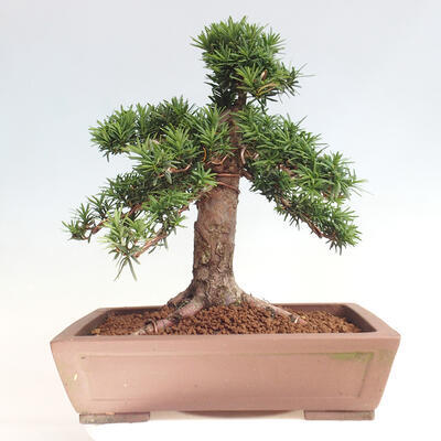 Vonkajší bonsai - Taxus cuspidata - Tis japonský - 3