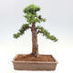 Vonkajší bonsai - Taxus cuspidata - Tis japonský - 3/6