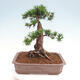 Vonkajší bonsai - Taxus cuspidata - Tis japonský - 3/6