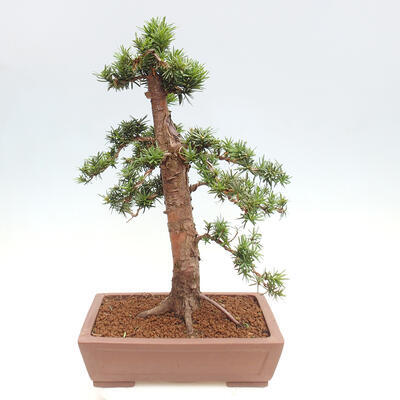 Vonkajší bonsai - Taxus cuspidata - Tis japonský - 3