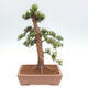 Vonkajší bonsai - Taxus cuspidata - Tis japonský - 3/6