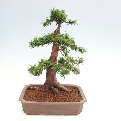 Vonkajší bonsai - Taxus cuspidata - Tis japonský - 3