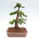 Vonkajší bonsai - Taxus cuspidata - Tis japonský - 3/6