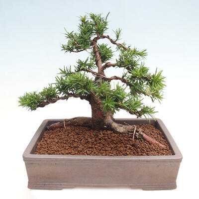 Vonkajší bonsai - Taxus cuspidata - Tis japonský - 3