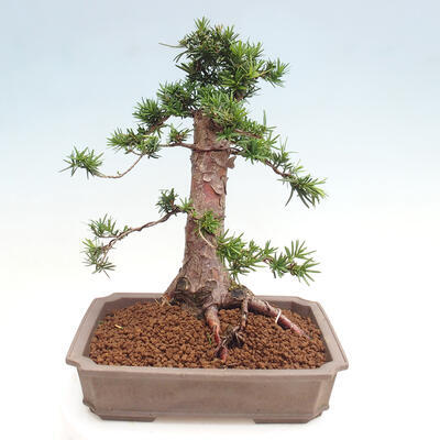 Vonkajší bonsai - Taxus cuspidata - Tis japonský - 3