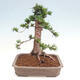 Vonkajší bonsai - Taxus cuspidata - Tis japonský - 3/6