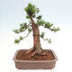 Vonkajší bonsai - Taxus cuspidata - Tis japonský - 3/6