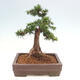 Vonkajší bonsai - Taxus cuspidata - Tis japonský - 3/6