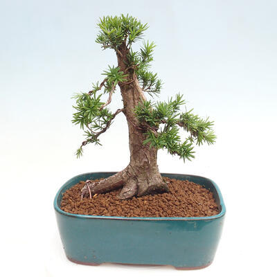 Vonkajší bonsai - Taxus cuspidata - Tis japonský - 3