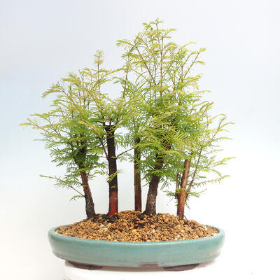 Vonkajšie bonsai - Metasequoia glyptostroboides - Metasekvoja čínska - 3