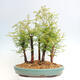 Vonkajšie bonsai - Metasequoia glyptostroboides - Metasekvoja čínska - 3/6