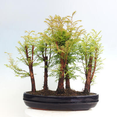 Vonkajšie bonsai - Metasequoia glyptostroboides - Metasekvoja čínska - 3