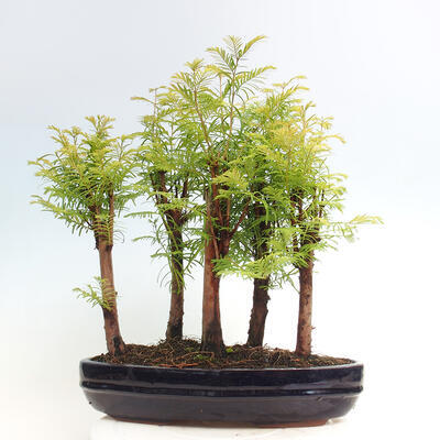 Vonkajšie bonsai - Metasequoia glyptostroboides - Metasekvoja čínska - 3