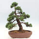 Vonkajšie bonsai - Juniperus chinensis Kishu -Jalovec čínsky - 3/5