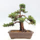 Vonkajšie bonsai - Juniperus chinensis Kishu -Jalovec čínsky - 3/5