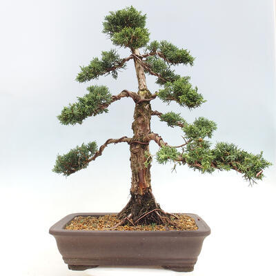 Vonkajšie bonsai - Juniperus chinensis Kishu -Jalovec čínsky - 3