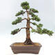 Vonkajšie bonsai - Juniperus chinensis Kishu -Jalovec čínsky - 3/5