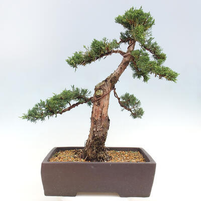 Vonkajšie bonsai - Juniperus chinensis Kishu -Jalovec čínsky - 3