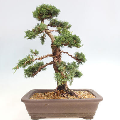 Vonkajšie bonsai - Juniperus chinensis Kishu -Jalovec čínsky - 3