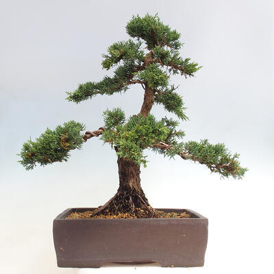 Vonkajšie bonsai - Juniperus chinensis Kishu -Jalovec čínsky - 3