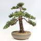 Vonkajšie bonsai - Juniperus chinensis Kishu -Jalovec čínsky - 3/5