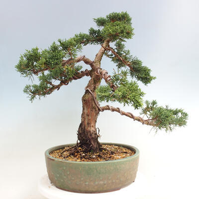 Vonkajšie bonsai - Juniperus chinensis Kishu -Jalovec čínsky - 3