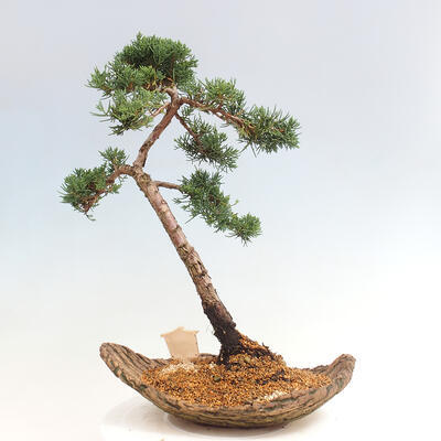 Vonkajšie bonsai - Juniperus chinensis Kishu -Jalovec čínsky - 3