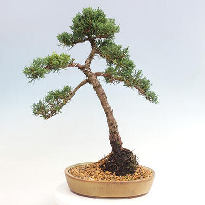 Vonkajšie bonsai - Juniperus chinensis Kishu -Jalovec čínsky - 3