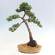 Vonkajšie bonsai - Juniperus chinensis Kishu -Jalovec čínsky - 3/4