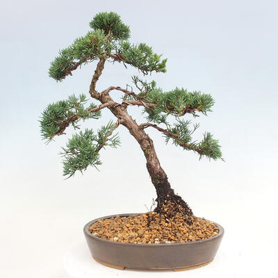 Vonkajšie bonsai - Juniperus chinensis Kishu -Jalovec čínsky - 3