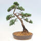 Vonkajšie bonsai - Juniperus chinensis Kishu -Jalovec čínsky - 3/4