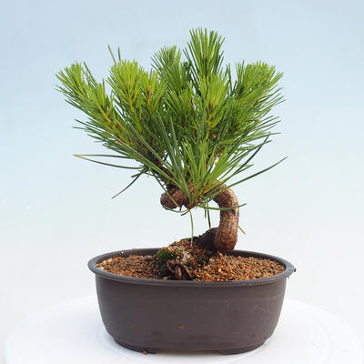 Vonkajší bonsai - Pinus thunbergii - Borovica thunbergova - 3