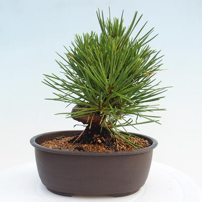 Vonkajší bonsai - Pinus thunbergii - Borovica thunbergova - 3