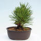 Vonkajší bonsai - Pinus thunbergii - Borovica thunbergova - 3/4