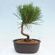 Vonkajší bonsai - Pinus thunbergii - Borovica thunbergova - 3/4