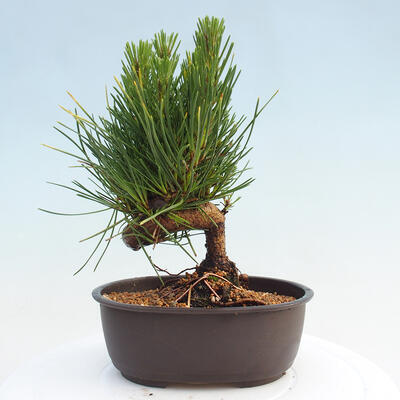 Vonkajší bonsai - Pinus thunbergii - Borovica thunbergova - 3