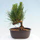 Vonkajší bonsai - Pinus thunbergii - Borovica thunbergova - 3/4