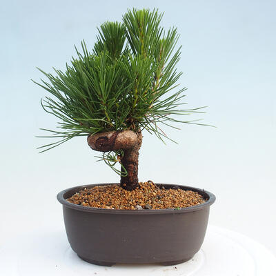 Vonkajší bonsai - Pinus thunbergii - Borovica thunbergova - 3