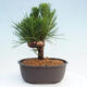 Vonkajší bonsai - Pinus thunbergii - Borovica thunbergova - 3/4