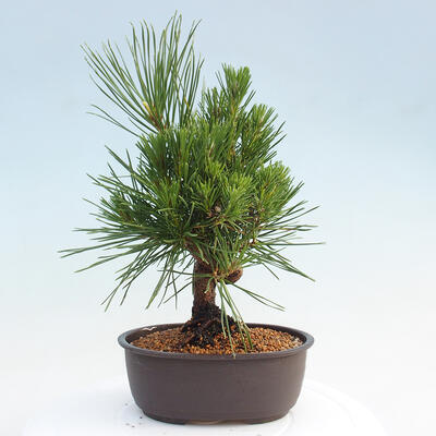 Vonkajší bonsai - Pinus thunbergii - Borovica thunbergova - 3