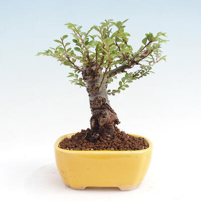 Vonkajšie bonsai - Zelkova - Zelkova NIRE - 3