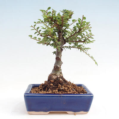 Vonkajšie bonsai - Zelkova - Zelkova NIRE - 3