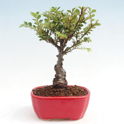 Vonkajšie bonsai - Zelkova - Zelkova NIRE - 3