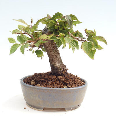 Vonkajší bonsai -Carpinus CARPINOIDES - Hrab kórejský - 3