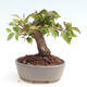 Vonkajší bonsai -Carpinus CARPINOIDES - Hrab kórejský - 3/4