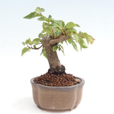 Vonkajší bonsai -Carpinus CARPINOIDES - Hrab kórejský - 3