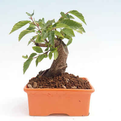 Vonkajší bonsai -Carpinus CARPINOIDES - Hrab kórejský - 3