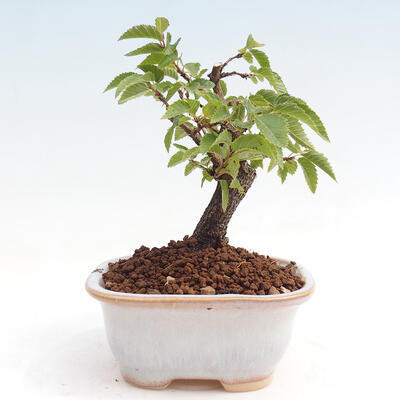 Vonkajší bonsai -Carpinus CARPINOIDES - Hrab kórejský - 3